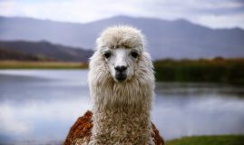 CHARME DES ANDES<br>