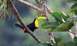 COULEURS DE TORTUGUERO<br>