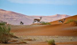 TRESORS DE NAMIBIE