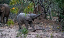 Découverte de l’Afrique du Sud