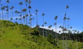 ESSENCE DE COLOMBIE